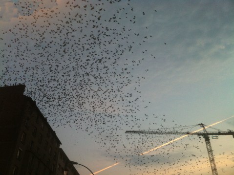 20131009 - Quitterie-photo 3bis