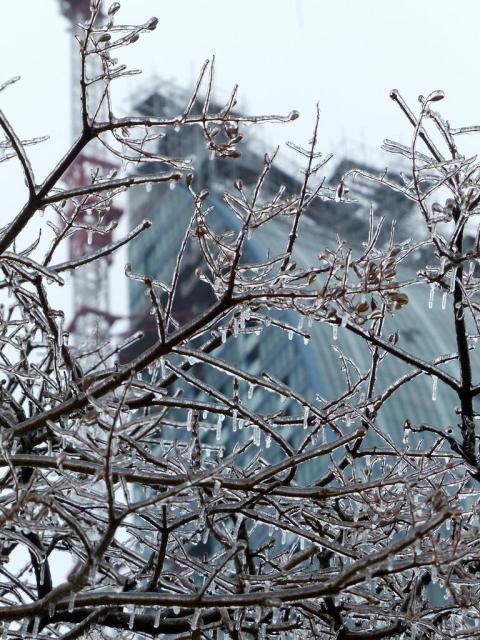 20140525 - UdoToronto - 20131222 - LTowerCrane after Icestorm & tree