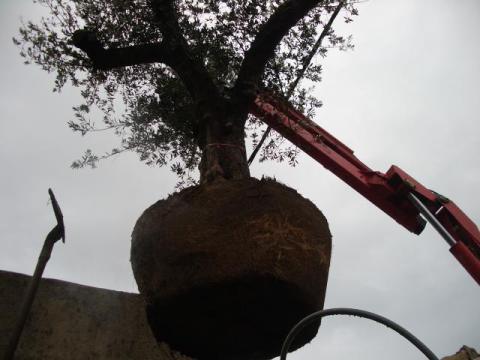 Arrivée de l'olivier