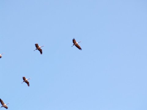 La migration des grues