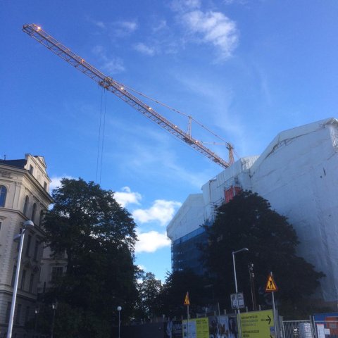 Grue jouant à cache-cache