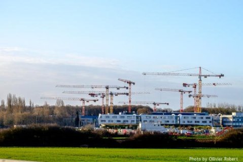 La foret de #grues du Moulon