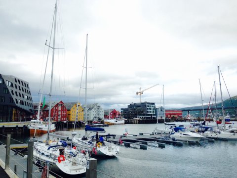 Grue polaire arctique - Tromso 70e parallèle