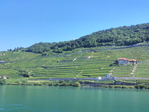 Petite grue et vignes en Lavaux