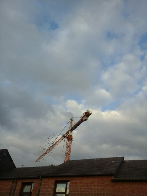 vol-au-dessus-dun-nid-detourneaux